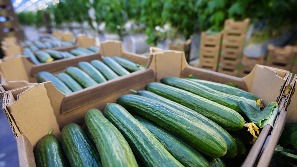 Poľskí farmári žiadajú zákaz uhoriek z Ruska Poľskí farmári žiadajú zákaz uhoriek z Ruska