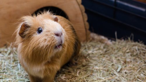 Dánska zoologická záhrada chce kŕmiť predátorov nechcenými domácimi zvieratami