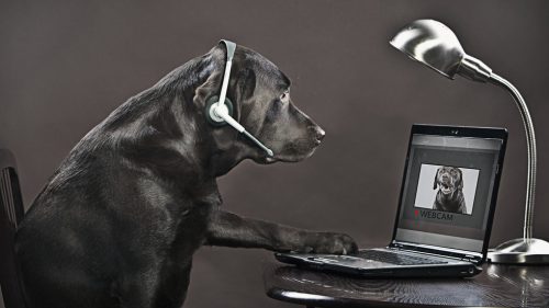 Vedci pracujúci na „internete pre zvieratá“