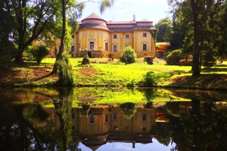 PETROVANY: Živé chryzantémy - zdarma PETROVANY: Živé chryzantémy - zdarma