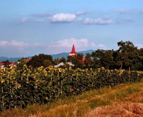 NÝROVCE: CARP MINE 2014