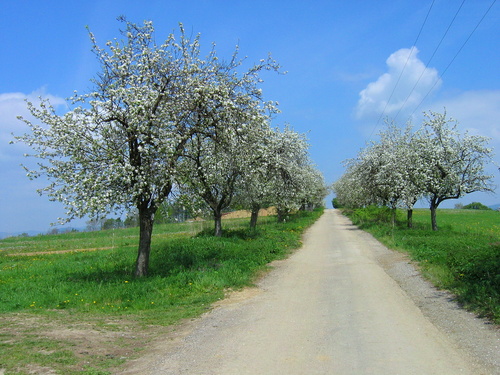 ROSINA: Obec je situovaná vo východnej časti Žilinskej kotliny.