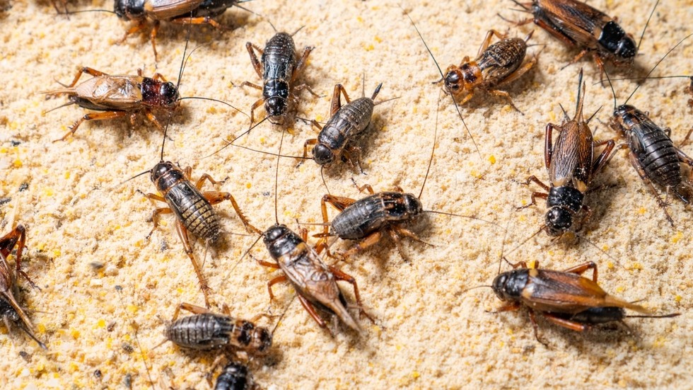 Rusi nikdy nebudú jesť hmyz, tvrdí top poslanec