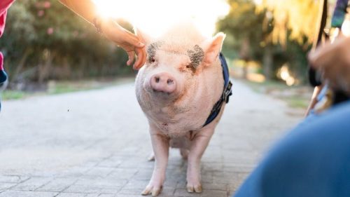 Kanada schvaľuje geneticky modifikované bravčové mäso na ľudskú spotrebu