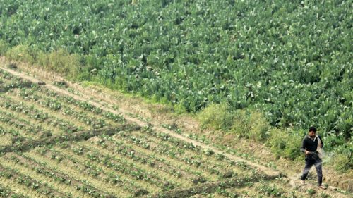 India bude dovážať močovinu za dvojnásobné ceny uprostred narušenia trhu na Blízkom východe – Reuters