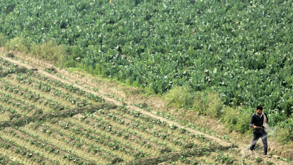 India bude dovážať močovinu za dvojnásobné ceny uprostred narušenia trhu na Blízkom východe – Reuters