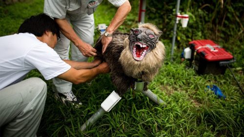 Japonskí robotickí vlci bojujúci s medveďmi