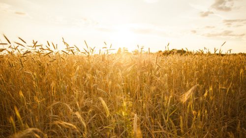 Ruský export obilia do Afriky prudko vzrástol – údaje