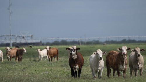 Parazit požierajúci mäso núti Kanadu zakázať chov hospodárskych zvierat v Texase