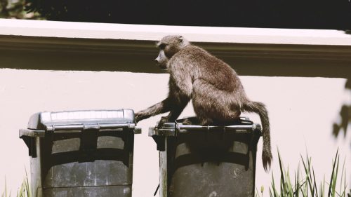 Južná Afrika zavádza kontajnery odolné voči paviánom